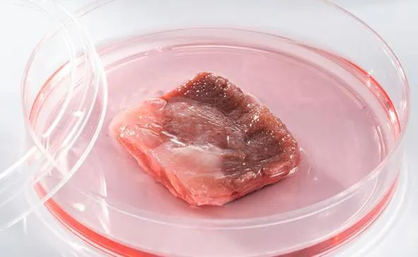 细胞培养猪脂肪